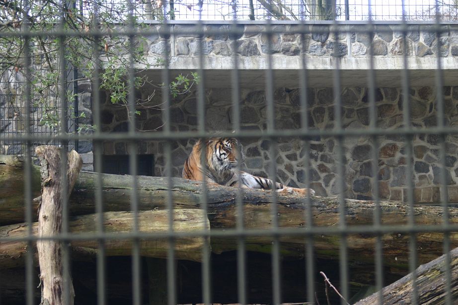 2011040701142427_k-Zoo 190.jpg